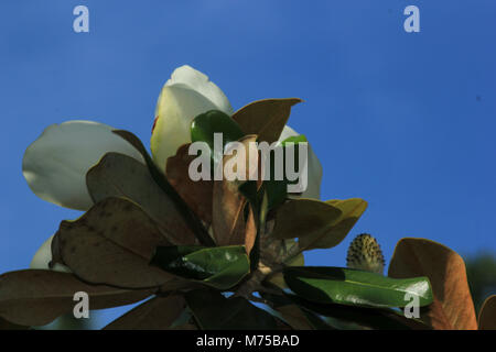 Louisiana State Flower: Magnolie Stockfoto