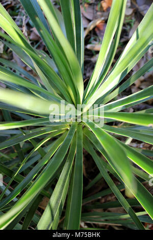 Zwerg Fan Palm Stockfoto