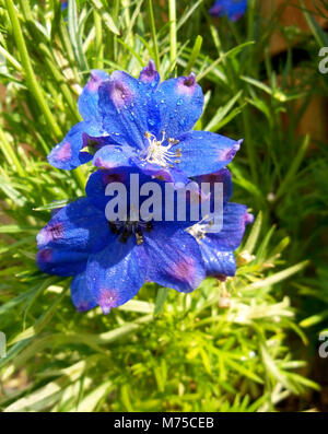 Sommer Blues Blume Stockfoto