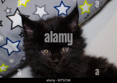 Kleine schwarze Katze spielen mit Spielzeug. Stockfoto