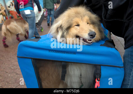 Ein collie in einer Tragetasche kommt für den zweiten Tag der Crufts 2018 im NEC in Birmingham. Stockfoto