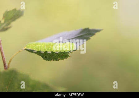 Grün silbernen Linien Motte Stockfoto