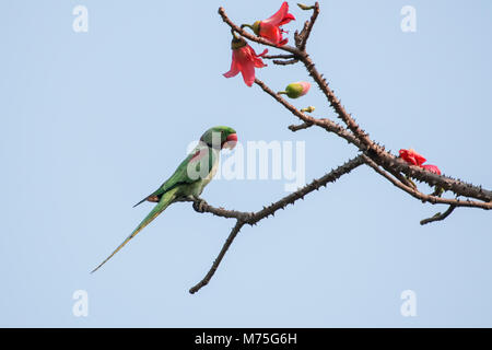 Vogel: Alexandrine Parakeet thront auf Zweig eines Baumes Stockfoto