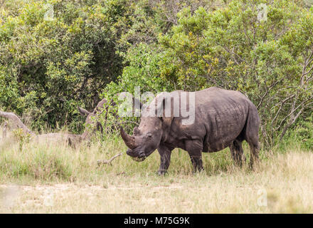 Weißes Nashorn, aka Nashörner, Rhinocerotidae), Wandern, essen Gras; oxpecker an seinem Ohr und ein anderes auf seinem Bein; Krüger NP, So Stockfoto