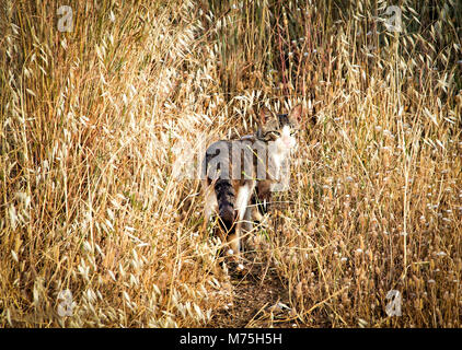 Verärgert cat in die ausgetrockneten Felder hinter suchen Stockfoto