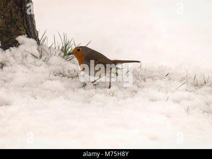 De Robin im Garten im Winter 2018, Yorkshire Stockfoto