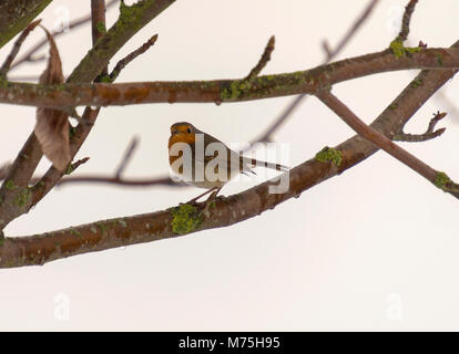 De Robin im Garten im Winter 2018, Yorkshire Stockfoto