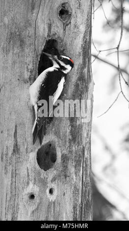 Die weiße, rote und schwarze Musterung identifiziert ein Hairy Specht, die ihren Kopf in ein Loch. Stockfoto