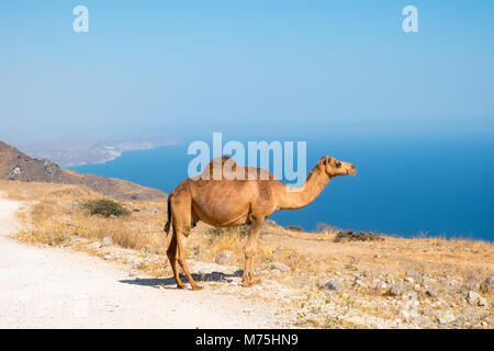 Kamele oder Dromedare in Maskat, Sultanat Oman Stockfoto