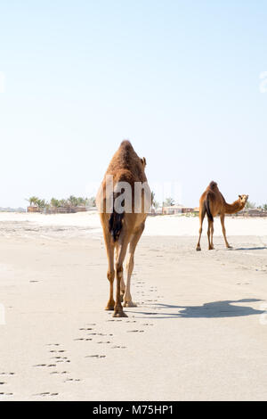 Kamele oder Dromedare in Maskat, Sultanat Oman Stockfoto