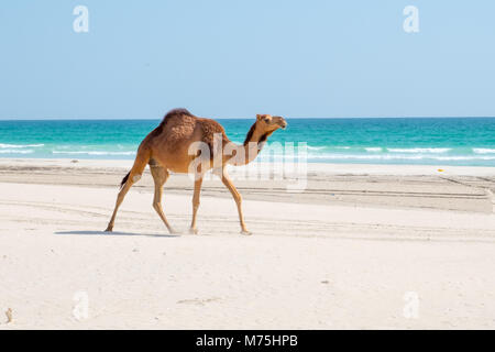 Kamele oder Dromedare in Maskat, Sultanat Oman Stockfoto