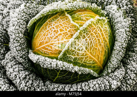 Abstraktes Bild von Wirsing im Feld mit Frost auf es auf einem flämischen Feld Stockfoto