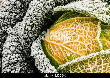 Abstraktes Bild von Wirsing im Feld mit Frost auf es auf einem flämischen Feld Stockfoto