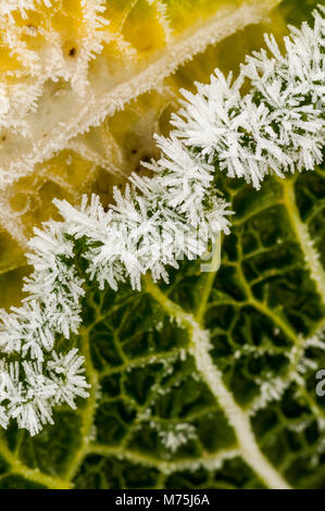 Abstraktes Bild von Wirsing im Feld mit Frost auf es auf einem flämischen Feld Stockfoto