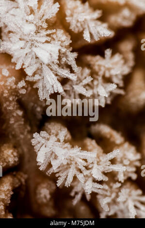 Abstraktes Bild von Wirsing im Feld mit Frost auf es auf einem flämischen Feld Stockfoto