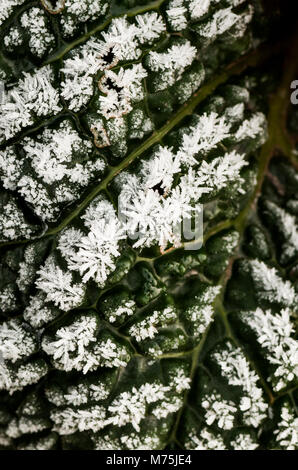 Abstraktes Bild von Wirsing im Feld mit Frost auf es auf einem flämischen Feld Stockfoto