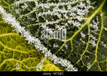 Abstraktes Bild von Wirsing im Feld mit Frost auf es auf einem flämischen Feld Stockfoto