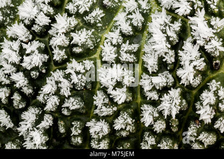 Abstraktes Bild von Wirsing im Feld mit Frost auf es auf einem flämischen Feld Stockfoto