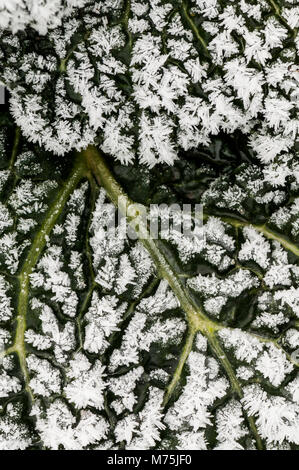 Abstraktes Bild von Wirsing im Feld mit Frost auf es auf einem flämischen Feld Stockfoto