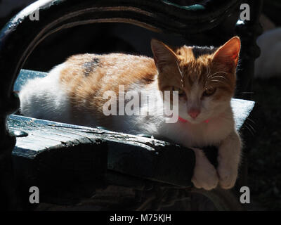 Katze liegt auf einer schwarzen Bank in der Altstadt von Kotor, Montenegro Stockfoto