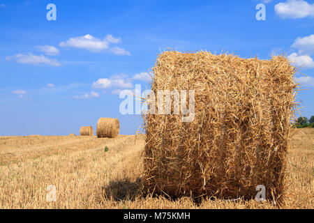 Strohballen warten für die Sammlung in einem Feld im Herbst unter einem blauen bewölkten Himmel. Stockfoto