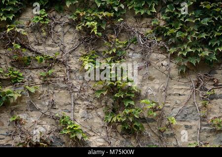 Milford, PA, USA: Efeu (Hedera helix) am grauen Türme (1886), der ehemaligen Heimat von Gifford Pinchot, erste Generalstabschef der US-Forstwirtschaft Service. Stockfoto