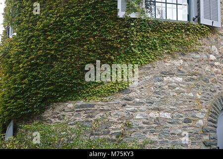 Milford, PA, USA: Efeu (Hedera helix) am grauen Türme (1886), der ehemaligen Heimat von Gifford Pinchot, erste Generalstabschef der US-Forstwirtschaft Service. Stockfoto