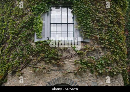 Milford, PA, USA: Efeu (Hedera helix) am grauen Türme (1886), der ehemaligen Heimat von Gifford Pinchot, erste Generalstabschef der US-Forstwirtschaft Service. Stockfoto