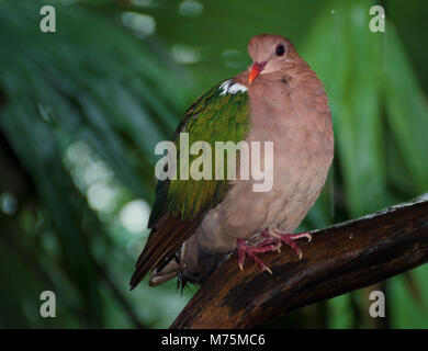 Ein nasser Wompoo Obst Dove (Ptilinopus magnificus) oder wompoo Taube, aus Neuguinea sitzt auf einem Regenwald Zweig Zuflucht von einem tropischen regen Sturm Stockfoto