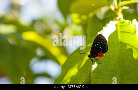 Schwarz und orange rot Atala Schmetterling namens Eumaios atala Sitzstangen auf ein grünes Blatt in einem botanischen Garten in Naples, Florida Stockfoto