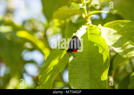 Schwarz und orange rot Atala Schmetterling namens Eumaios atala Sitzstangen auf ein grünes Blatt in einem botanischen Garten in Naples, Florida Stockfoto