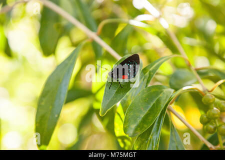 Schwarz und orange rot Atala Schmetterling namens Eumaios atala Sitzstangen auf ein grünes Blatt in einem botanischen Garten in Naples, Florida Stockfoto