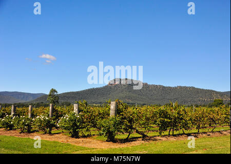 Blick auf Werakata Nationalpark aus dem Hunter Valley Weinberge, Australien. Die malerische Landschaft mit Berg Hintergrund in einem klaren blauen Himmel. Stockfoto