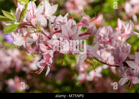 (Kaprifolazalea pinxterbloom Azalea, Rhododendron periclymenoides) Stockfoto