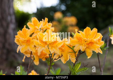 Japanische Azalee, Japansk Azalee (Rhododendron japonica) Stockfoto