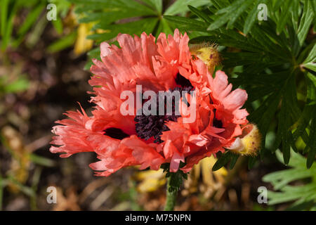 "Oriental Pink Ruffles', Jättevallmo Mohn (Papaver Orientale) Stockfoto