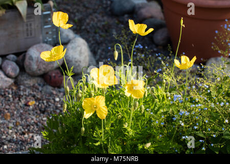 Welsh Mohn, Engelsk vallmo (Meconopsis cambrica) Stockfoto