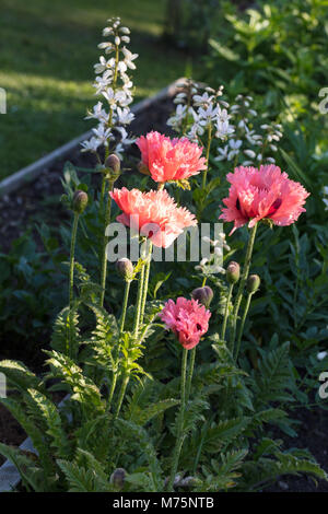 "Oriental Pink Ruffles', Jättevallmo Mohn (Papaver Orientale) Stockfoto