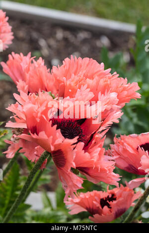 "Oriental Pink Ruffles', Jättevallmo Mohn (Papaver Orientale) Stockfoto