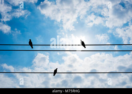 Silhouette drei Tauben ruhen auf das elektrische Kabel und glänzend trübe Sommer Himmel im Hintergrund Stockfoto