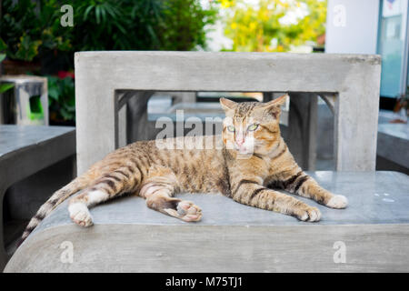 Tiger gestreifte Katze Festlegung auf konkrete Bank in dem kleinen Garten Stockfoto