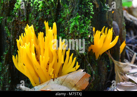 Calocera viscosa oder Gelb Stagshorn Pilze im natürlichen Lebensraum, auf den Waldboden und verrotteten Baumstumpf, Ansicht schließen Stockfoto