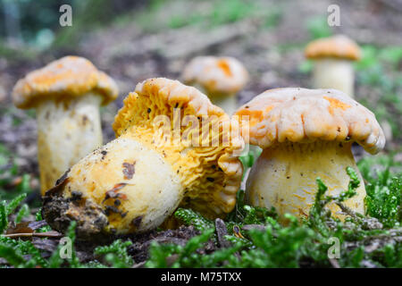 Gruppe von Cantharellus Cibarius bicolor oder Pfifferlinge im natürlichen Lebensraum, Nahaufnahme, geringe Tiefenschärfe Stockfoto