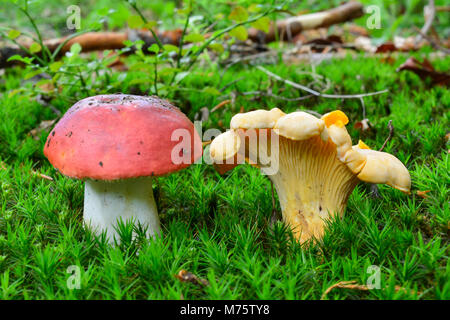 Giftige Psathyrella emetica oder Sickener Pilz und köstliche, essbare Cantharellus Cibarius oder Pfifferlinge Pilze, im selben Lebensraum, umge Stockfoto