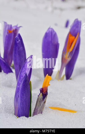 Mehrere burgeons Frühling Crocus vernus oder Safran Blumen, einige von ihnen beschädigt, Wachsen durch schmelzenden Schnee, Nahaufnahme, Ansicht, einer geringen Tiefenschärfe Stockfoto