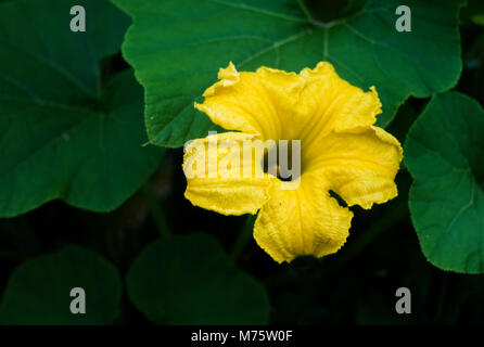 Kürbis Blume in Gemüsearten Stockfoto