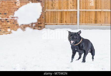 Schwarz Staffordshire Bull Terrier Hund im Schnee spielen und reagieren mit einem Schneeball in einem Hinterhof geworfen mit einem hölzernen Zaun und Red brick wall, Stockfoto