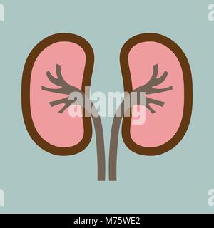 Menschliche Organe Niere Anatomie medizinische Symbol Stock Vektor