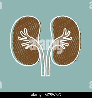 Menschliche Organe Niere Anatomie medizinische Symbol. Schraffur Stil Stock Vektor