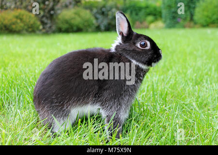 Kleine schwarze Kaninchen auf grünem Gras Hintergrund. Netherland Zwergkaninchen. Stockfoto